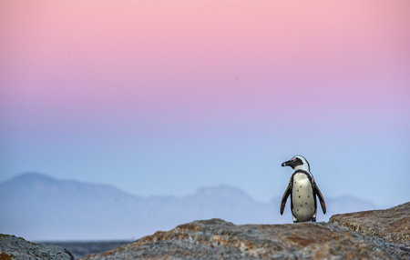 The African penguin on the stony shore in twilight evening with sunset sky. Scientific name: Spheniscus demersus, jackass penguin or black-footed penguin. Natural habitat. South Africaの写真素材