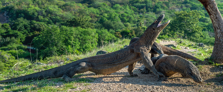 Komodo dragons. The Komodo dragon raised the head and open a mouth. Biggest living lizard in the world. Scientific name: Varanus komodoensis. Natural habitat, Island Rinca. Indonesia.の写真素材