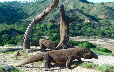 The Komodo dragon (Varanus komodoensis) stands on its hind legs and sniffs the air. It is the biggest living lizard in the world. On island Rinca. Indonesia.の写真素材