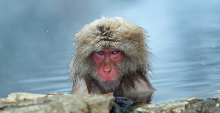 The Japanese macaque at Jigokudani hotsprings. Japanese macaque,Scientific name: Macaca fuscata, also known as the snow monkey.の写真素材