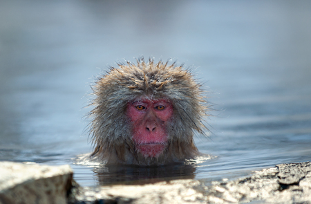 The Japanese macaque at Jigokudani hotsprings. Japanese macaque,Scientific name: Macaca fuscata, also known as the snow monkey.の写真素材