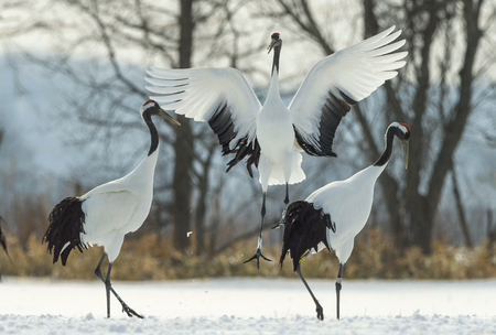 Dancing Cranes. The ritual marriage dance of cranes. The red-crowned crane. Scientific name: Grus japonensis, also called the Japanese crane or Manchurian crane, is a large East Asian Crane.の素材 [FY310120641145]