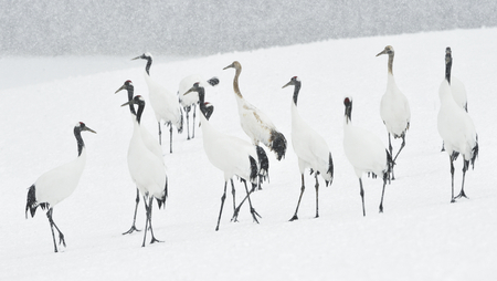 Japanese cranes in snowfall. The red-crowned crane. Scientific name: Grus japonensis, also called the Japanese crane or Manchurian crane, is a large East Asian Crane.の写真素材