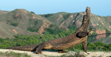 The Komodo dragon with open mouth. Biggest living lizard in the world. Scientific name: Varanus komodoensis. Natural habitat, Island Rinca. Indonesia.の写真素材