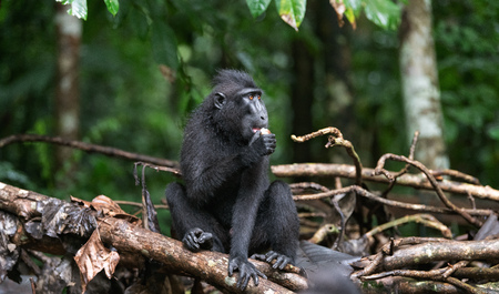 The Celebes crested macaque eating. Green natural background. Crested black macaque, Sulawesi...