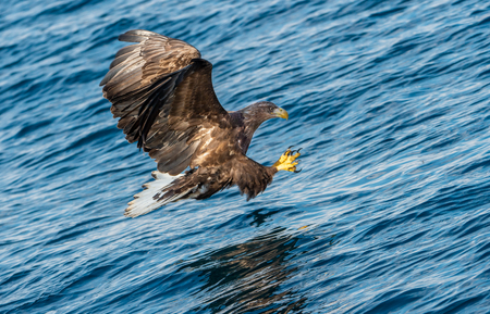 Adult White-tailed eagle fishing. Blue Ocean Background. Scientific name: Haliaeetus albicilla, also...