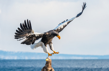Steller's sea eagle landing.  Scientific name: Haliaeetus pelagicus. Blue sky and ocean background. ...