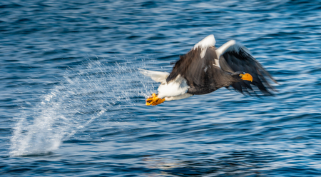 Adult Steller's sea eagle fishing. Scientific name: Haliaeetus pelagicus. Blue ocean background. Natural Habitat.の写真素材