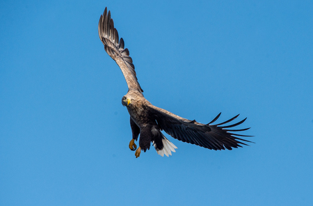Adult White-tailed eagle in flight. Front view. Sky background. Scientific name: Haliaeetus...