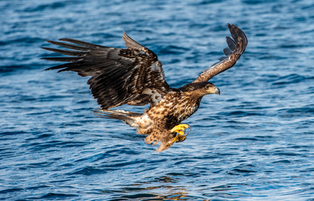 White-tailed eagle fishing. Blue Ocean Background. Scientific name: Haliaeetus albicilla, also known...