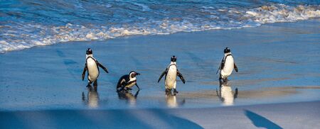 African penguins walk out of the ocean to the sandy beach. African penguin also known as the jackass penguin, black-footed penguin. Scientific name: Spheniscus demersus. Boulders colony. South Africaの写真素材