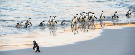 African penguins walk out of the ocean to the sandy beach. African penguin also known as the jackass...