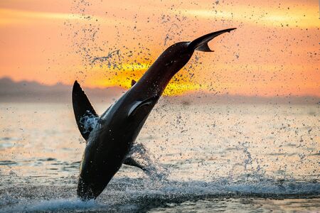 jumping Great White Shark. Red sky of sunrise. Great White Shark breaching in attack. Scientific...