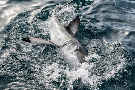 Great White Shark at the surface of the water. Scientific name: Carcharodon carcharias. South Africa