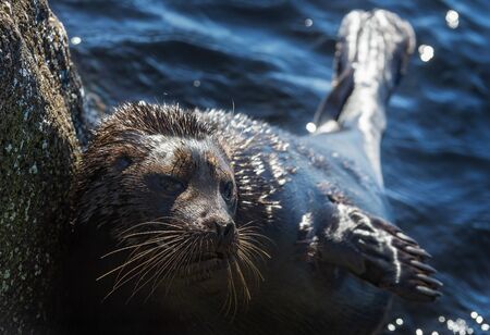 The Ladoga ringed seal resting on a stone. Scientific name: Pusa hispida ladogensis. The Ladoga seal in a natural habitat. Ladoga Lake. Russiaの写真素材