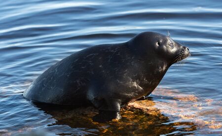 The Ladoga ringed seal resting on a stone. Scientific name: Pusa hispida ladogensis. The Ladoga seal in a natural habitat. Ladoga Lake. Russiaの写真素材