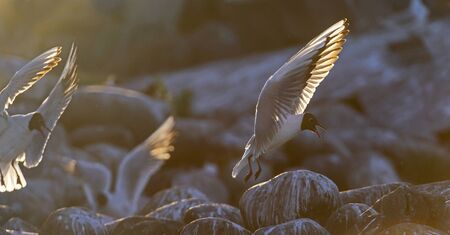 The flying seagull in backlight of the sunset. Sunset  background. The Black-headed Gull Scientific...