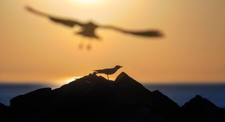 The silhouette of a seagull on the stone. Red sunset sky background. Dramatic Sunset Sky. The...