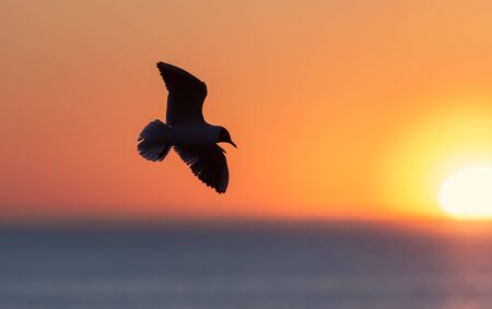 The silhouette of a flying seagull. Red sunset sky background. Dramatic Sunset Sky. The Black-headed Gull Scientific name: Larus ridibundus.の写真素材