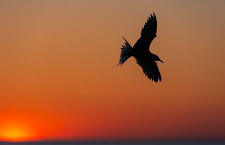The silhouette of a flying tern against the red sunset sky. Dramatic Sunset Sky. The Common Tern...