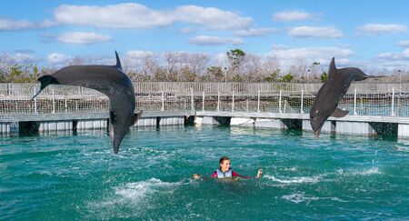 Jumping dolphins. Woman  swimming with dolphins in blue water.の写真素材