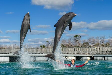 Jumping dolphins. Woman  swimming with dolphins in blue water.の写真素材