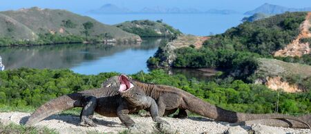 Komodo dragons.  The Komodo dragon, scientific name - Varanus komodoensis.  Natural habitat. Rinca Island.  Indonesia.の写真素材