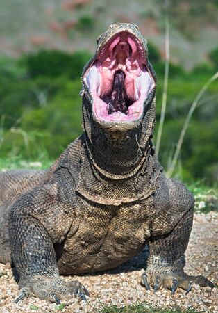The open mouth of the Komodo dragon. Close up portrait, front view. Komodo dragon.  Scientific name: Varanus Komodoensis. Natural habitat. Indonesia. Rinca Island.の写真素材