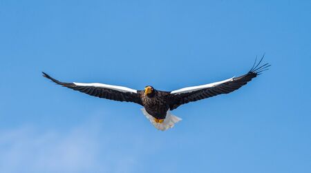 Adult Steller's sea eagle in flight. Front view. Scientific name: Haliaeetus pelagicus. Blue sky  background.の写真素材