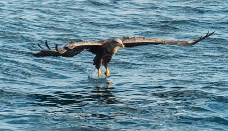 Adult White-tailed eagle fishing. Blue Ocean Background. Scientific name: Haliaeetus albicilla, also known as the ern, erne, gray eagle, Eurasian sea eagle and white-tailed sea-eagle. Natural habitatの写真素材