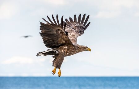 Juvenile White tailed sea eagle in flight. Winter season. Scientific name: Haliaeetus albicilla, also known as the ern, erne, gray eagle, white-tailed sea eagle.の写真素材