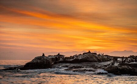 Seals silhouettes on Sunrise Background.   Seal Island on sunrise. Cape fur seal (Arctocephalus...