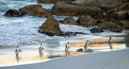 African penguins walk out of the ocean to the sandy beach. African penguin also known as the jackass penguin, black-footed penguin. Scientific name: Spheniscus demersus.  South Africaの写真素材