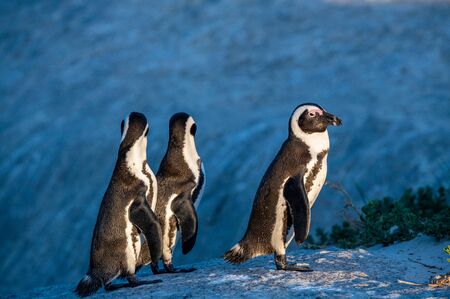 African penguins. Dark blue background. African penguin also known as the jackass penguin,...