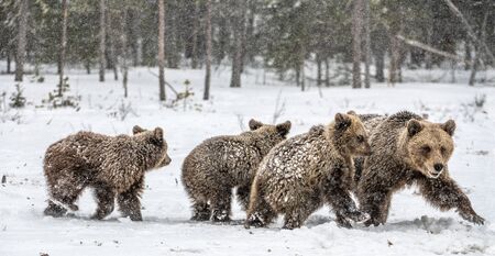 Bear family in the snowfall. She-Bear and bear cubs on the snow. Brown bears in the winter forest. Natural habitat. Scientific name: Ursus Arctos Arctos.の写真素材