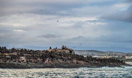 Colony of seals ( Cape Fur Seals ) on the rocky island in the ocean. Sunrise sky, early morning. South Africaの写真素材