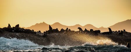 Seascape in the morning.  The colony of seals on the rocky island. Big waves with splashes breaking...