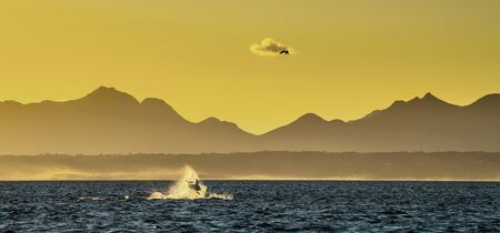 Breaching Great White Shark.  Shark hunting seals. Silhouettes mountains in the background, dawn haze.  Scientific name: Carcharodon carcharias. South Africa.の写真素材