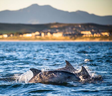 Dolphins, swimming in the ocean. South Africaの写真素材
