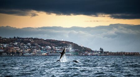 Breaching Great White Shark. Scientific name: Carcharodon carcharias. Mossel Bay. South Africa.の写真素材