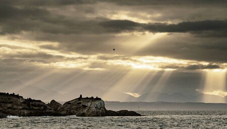 Seascape. Sunrise at Seal Island. South African (Cape) fur seals  (Arctocephalus pusillus pusillus), Colony of cape fur seals. Western Cape, South Africa.の写真素材