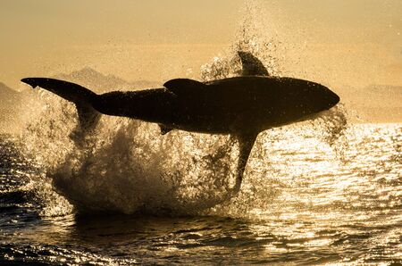 Silhouette of Great White Shark in jump. Red sky of sunrise. Breaching in attack. Scientific name: Carcharodon carcharias. South Africa.の写真素材