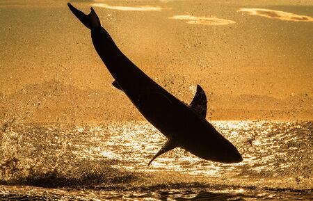 Silhouette of Great White Shark in jump. Red sky of sunrise. Breaching in attack. Scientific name: Carcharodon carcharias. South Africa.の写真素材