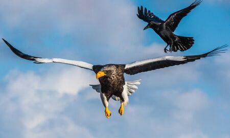 Adult Steller's sea eagle in flight.  Front view. Steller's sea eagle, Scientific name: Haliaeetus pelagicus.の写真素材