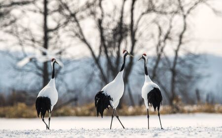 Dancing Cranes. The ritual marriage dance of cranes. The red-crowned crane. Scientific name: Grus japonensis, also called the Japanese crane or Manchurian crane, is a large East Asian Crane.の写真素材