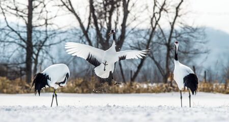 Dancing Cranes. The ritual marriage dance of cranes. The red-crowned crane. Scientific name: Grus japonensis, also called the Japanese crane or Manchurian crane, is a large East Asian Crane.の写真素材