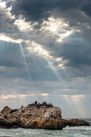 Seascape. The colony of seals on the island. The rays of the sun through the clouds in the dawn sky, the waves breaking on the rocks. False bay. South Africa.の写真素材