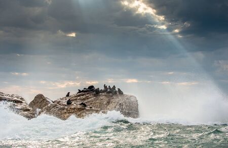 Seascape. The colony of seals on the island. The rays of the sun through the clouds in the dawn sky, the waves breaking on the rocks. False bay. South Africa.の写真素材