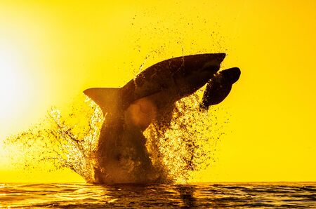 Silhouette of jumping Great White Shark. Red sky of sunrise.  Great White Shark  breaching in attack. Scientific name: Carcharodon carcharias. South Africa.の写真素材