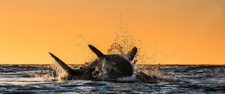 Silhouette of jumping Great White Shark. Red sky of sunrise.  Great White Shark  breaching in...